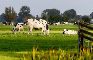 Wat is het reële effect van stikstof uit bijvoorbeeld de veehouderij op de natuur, vraagt Alfred Jansen zich af.