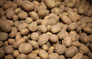 Proefrooiing toont bijna 51 ton consumptieaardappelen per hectare