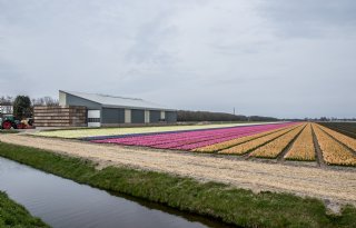 Bollenkwekers in Noord-Holland werken al tien jaar aan vergroening