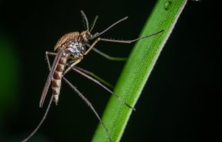 Westnijlvirus gevonden in steekmug Zuid-Holland en vogels België