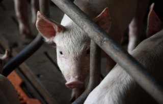 Russische drone-aanval treft Oekraïns bedrijf 13.000 varkens