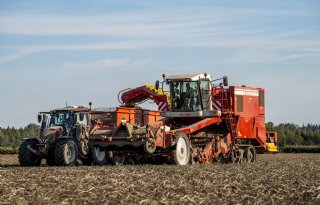 Aardappeloogst op Flevolands bedrijf verloopt exceptioneel goed