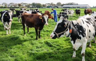 'Werken met koeien en een bedrijf runnen is continu zoeken naar balans'