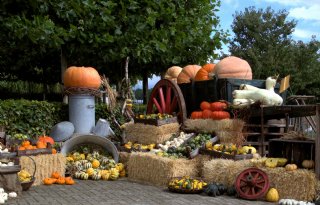 'Ik ben het hele jaar mee bezig met de teelt van pompoenen'