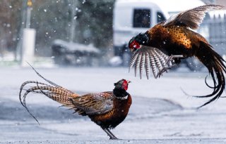 Vogelgriep bij fazantenhouderij Toldijk