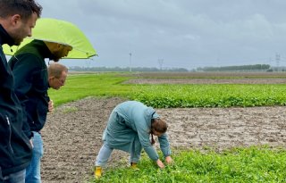 'Eerst het hoofddoel bepalen, daarna de groenbemester'
