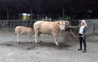 Koe familie Visscher excellent gekeurd