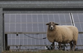 Geen landbouwvrijstelling bij oogsten zonne-energie, al lopen er schapen onder