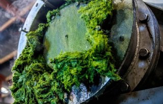 Grasresten uit bioraffinage geschikt als ruwvoervervanger voor melkvee