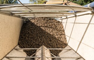 Aardappelexport oogst 2025: België valt weg, Duitsland komt op