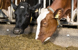 EFSA vraagt praktijkervaringen met Bovaer na meldingen uit Denemarken