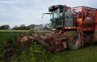 'Allemaal late rassen combineert niet goed op ons bedrijf'