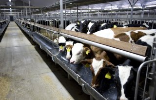 Franse kalversector hip, ondanks minder nuchtere kalveren