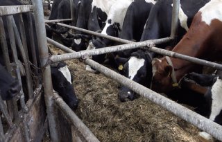 Melkveehouder ontwikkelt automatische voerband