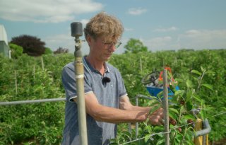 Boeren tellen recordaantal nachtvlinders