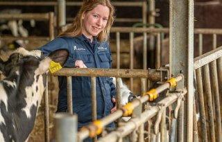 Zo voorkom je luchtwegproblemen bij kalveren