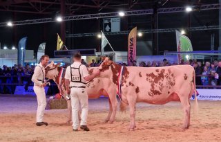 Titels+middenklasse+voor+De+Groot+en+Pinkert