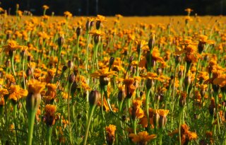 Denkkracht van boer is nodig bij maatwerk in regio
