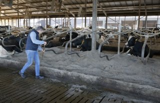 'Gezonde klauwen zijn een must voor een goede melkproductie'