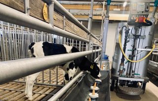 Los opvangen van vleeskalveren geeft heel snel rust