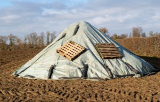 Cosun en IRS waarschuwen voor nachtvorst: dek bietenhopen af