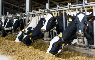 De benutting van maiszetmeel: hoe haal je het maximale eruit?