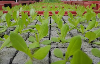 Soap rond Jongerius lijkt als een nachtkaars uit te gaan