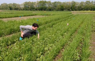 Dominant gewas in mix onderdrukt onkruid