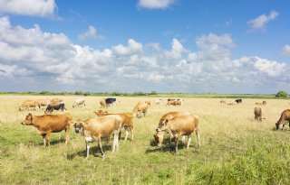 Boeren in Denemarken krijgen toekomstperspectief met Grøn Trepart