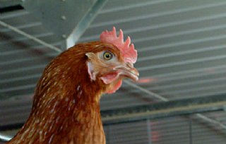 Aantal vogelgriepuitbraken blijft stijgen, ook in buitenland