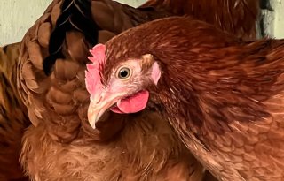 Aantal vogelgriepuitbraken blijft stijgen, ook in buitenland