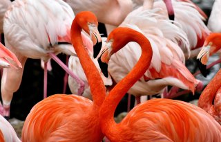 Zwitserland test vogelgriepvaccin in dierentuinen