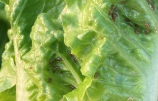 'We moeten de Nasonovia-luis begrijpen om schade in ijsbergsla te voorkomen'