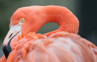 Vogelgriep bij flamingo- en kraanvogelbedrijf in Weert