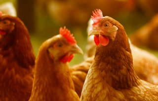 Nieuwe variant van vogelgriep overvalt pluimveehouders; bioveiligheid essentieel
