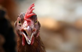 Vogelgriep op leghennenbedrijf in Dalen