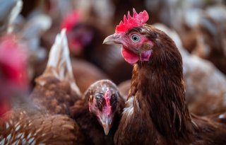 Vogelgriep vastgesteld op bedrijf met vermeerderingsleghennen in Kesteren