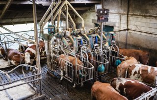 'Melk maken van ruwvoer, daar draait het allemaal om'