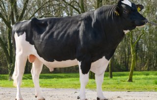 Jaffa is de nieuwe koploper bij zwartbonte stieren