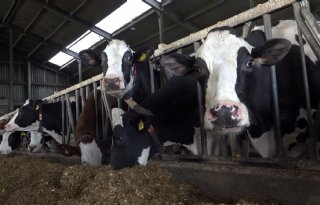 Melkveehouder Ronald Raaijmakers tevreden met mais ondanks droogte