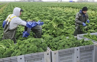 Slechts tien telers voor een echte winterklassieker