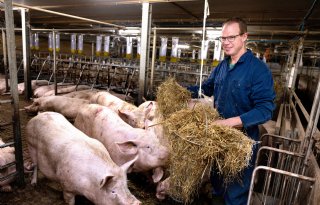 Varkenshouder Geijsel: 'Ik stoei met de vraag hoe het nu verder moet'