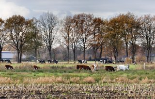 'Het aanpassingsvermogen van Nederlandse agrariërs is echt ongekend bijzonder'