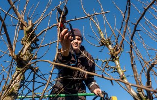 'De 1-2-3-snoeimethode levert altijd de dikste peren op'