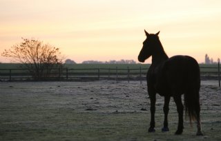 Paardensector staat er goed voor, maar draagvlak bepaalt de toekomst