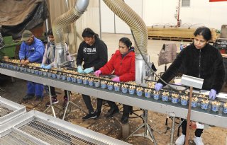 Van bol-op-potbedrijf naar tuincentrum en weer terug