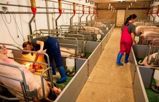 Nationale PRRS-aanpak gaat in februari van start