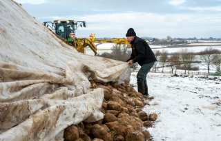 Bieten laden bij sneeuw en vorst is een 'hels karwei'
