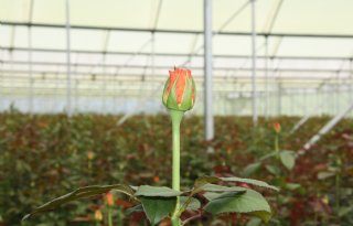 Rabo ziet groeikansen bloementeelt in Oost-Afrika