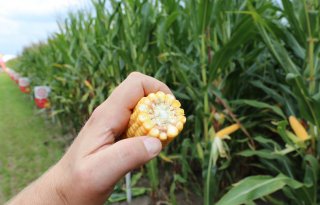 'Boeren weten dat deze rassen zich terugbetalen in meer melk'